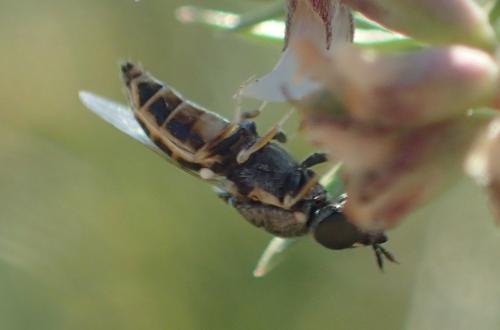 Nemotelus subuliginosus